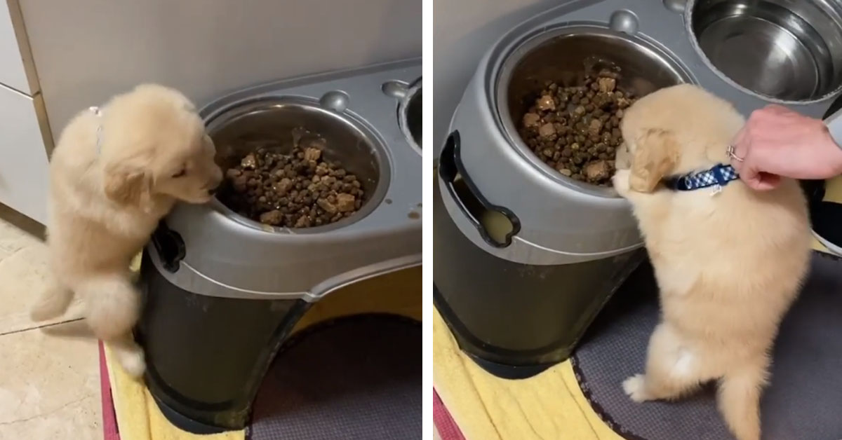 Il cucciolo di Golden Retriever è affamato, ma la ciotola è troppo alta (video)