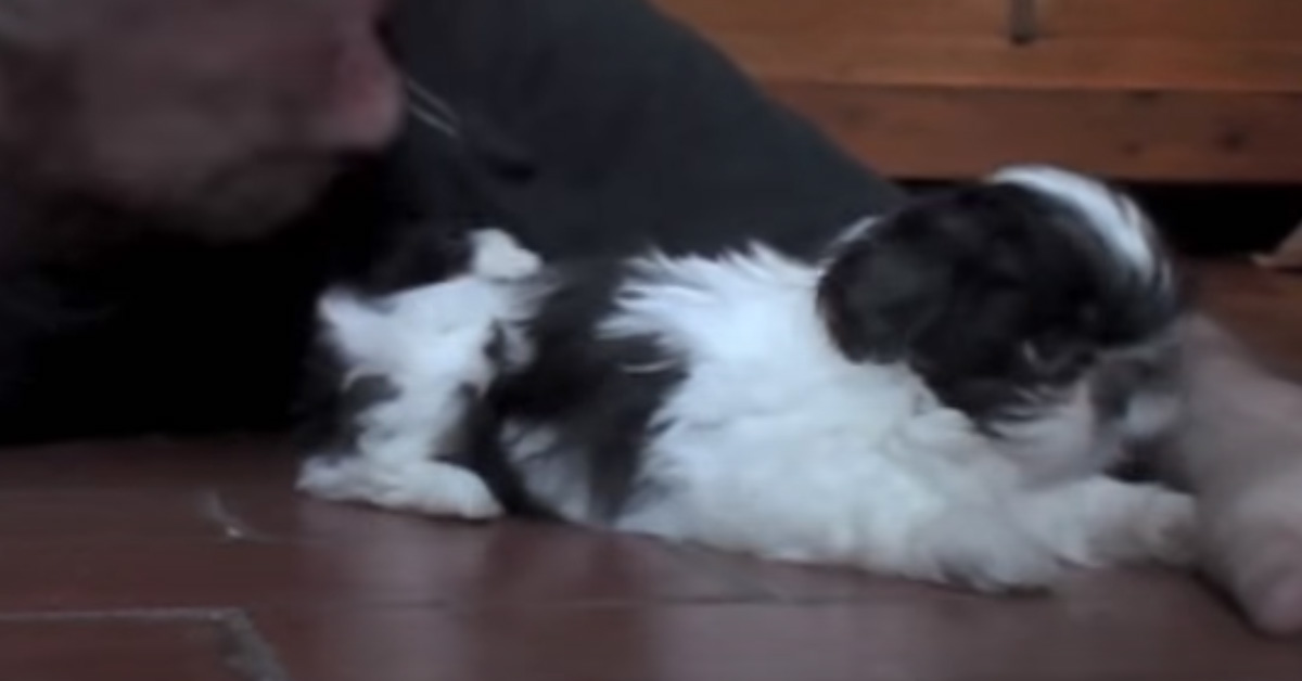 Il cucciolo di Shih Tzu gioca con il proprietario e la loro “lotta” intenerisce il web (video)