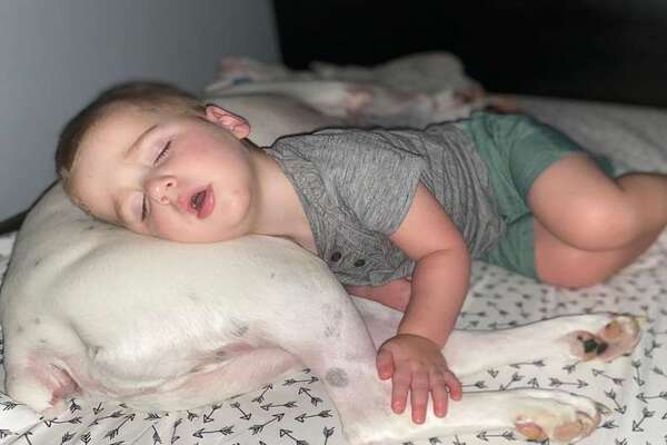 cane che dorme con un bambino