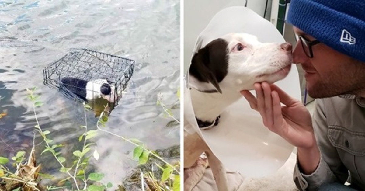 Il miracoloso salvataggio della cagnolina Dory finita in un lago ghiacciato