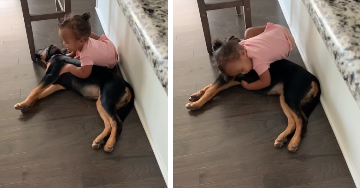 Il primo incontro tra un cucciolo di Pastore Tedesco e una bambina che ha emozionato il web (video)