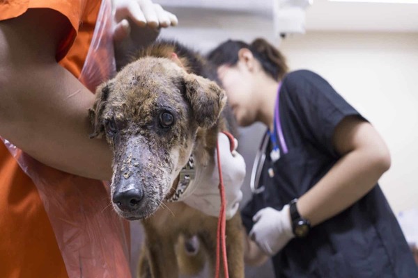 cane dal veterinario