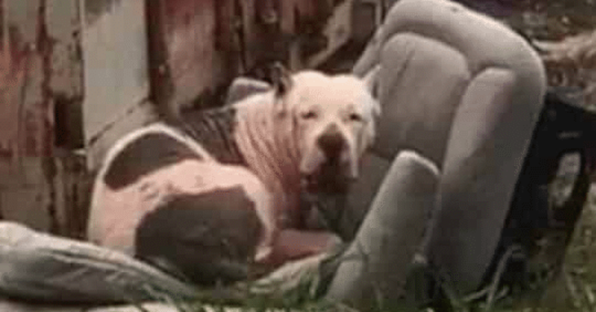 Il salvataggio di un cane chiamato Melvin trovato vagante in carrozzeria