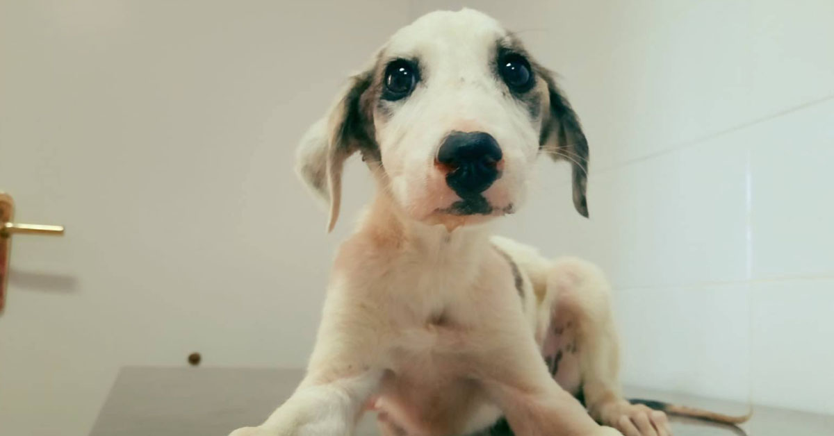 Indalo, il cucciolo che dopo le sofferenze ora vuole rinascere ed essere felice