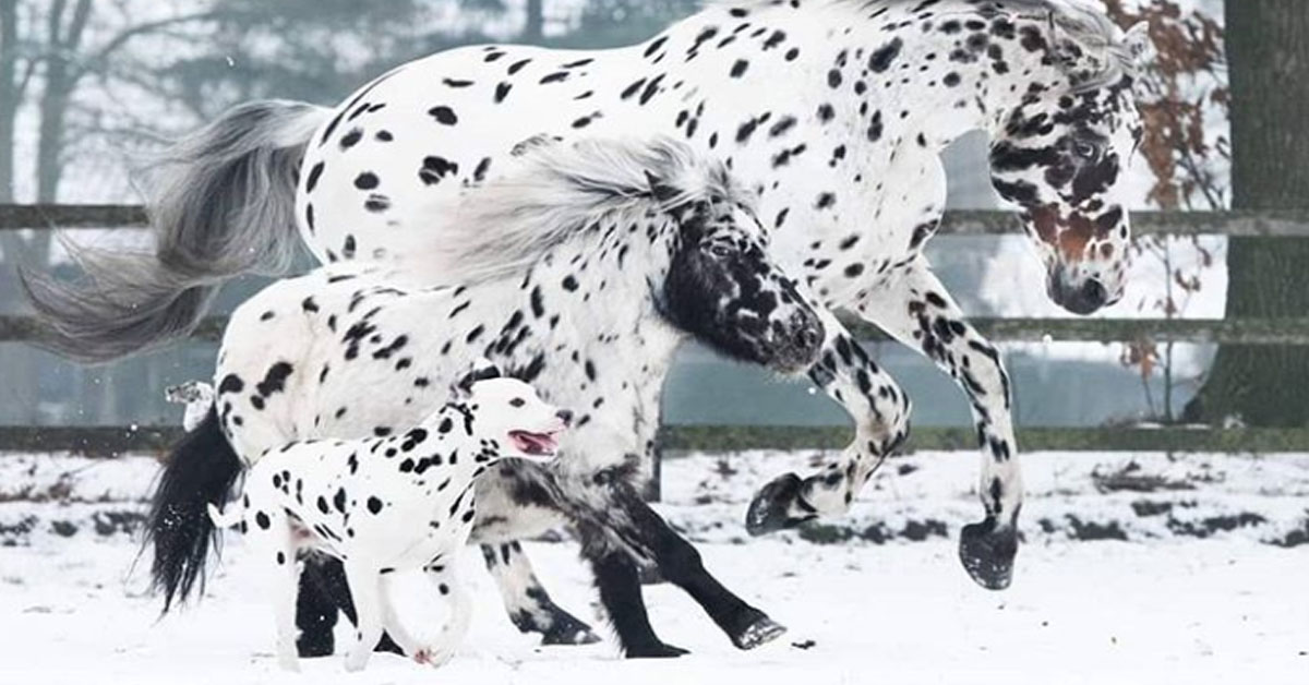 Jack Sparrow, il Dalmata migliore amico di due cavalli uguali a lui (video)