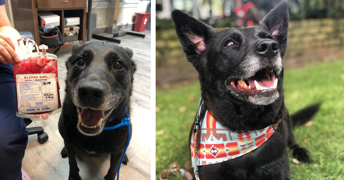 Jax, il cagnolino che ha donato il sangue per salvare la vita ad un cucciolo