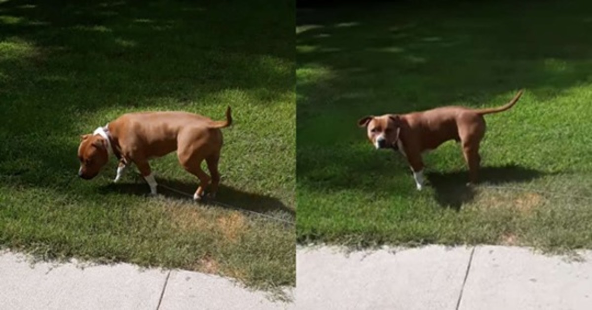 Jesse, il cagnolino che adora lavarsi i denti con lo spazzolino