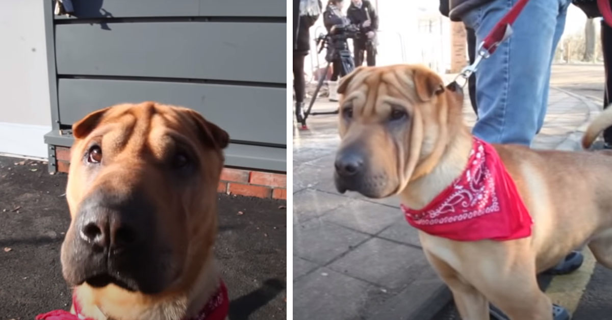 Kai, il cagnolino abbandonato per un motivo terribile che è finalmente felice (video)