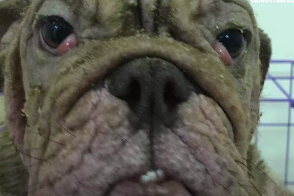 Bulldog maltrattato