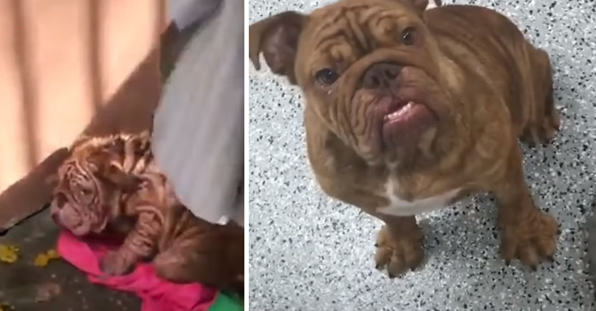Kennedy, il Bulldog coraggioso che dopo il salvataggio si è completamente trasformato
