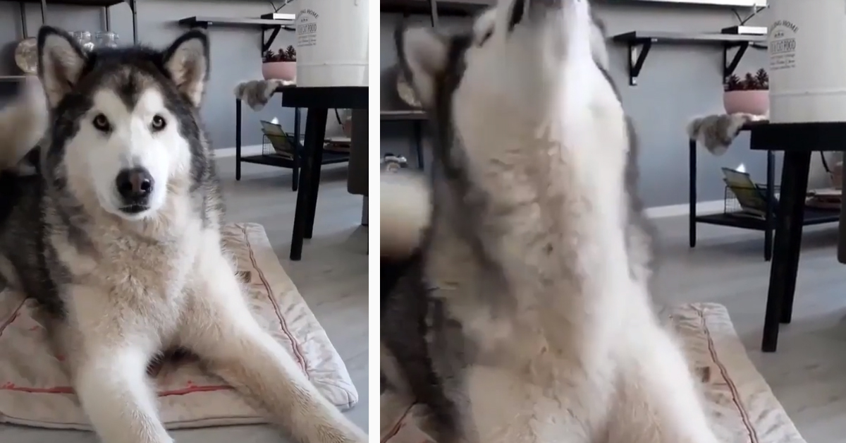 L’Husky fa il giro del web per le sue doti da cantante (video)