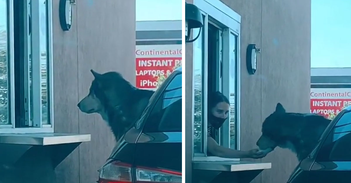 L’Husky ritira il suo ordine da Starbucks e il video diventa virale