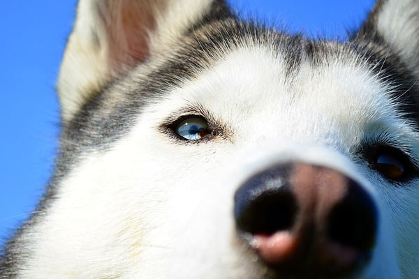 Primo piano di un Husky