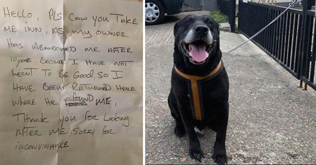 Labrador abbandonato con un biglietto al collo: “Non ho imparato ad essere bravo”