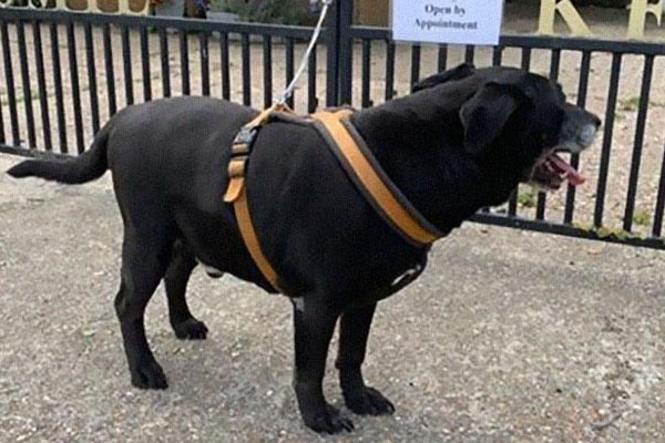 Cane legato ad un cancello