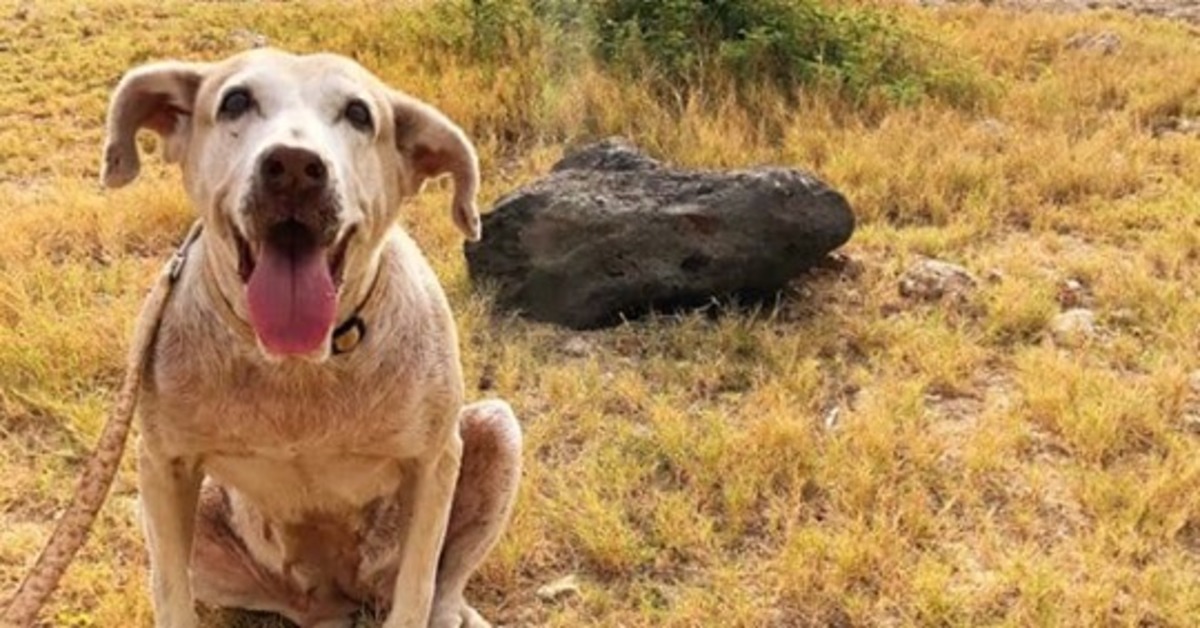 L’adozione di un cane anziano chiamato Pirata, che ha trascorso gli ultimi 7 anni in canile