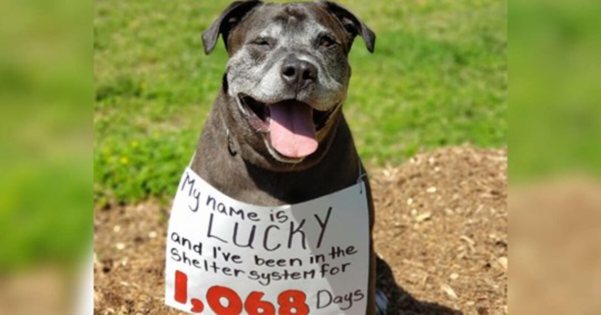 L’anziano cane di nome Lucky è ancora in attesa di una famiglia