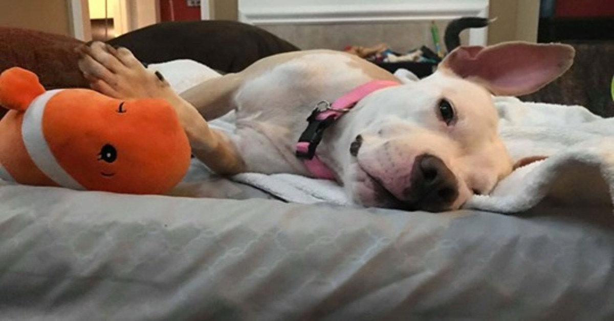 L’incredibile salvataggio del pitbull Daisy