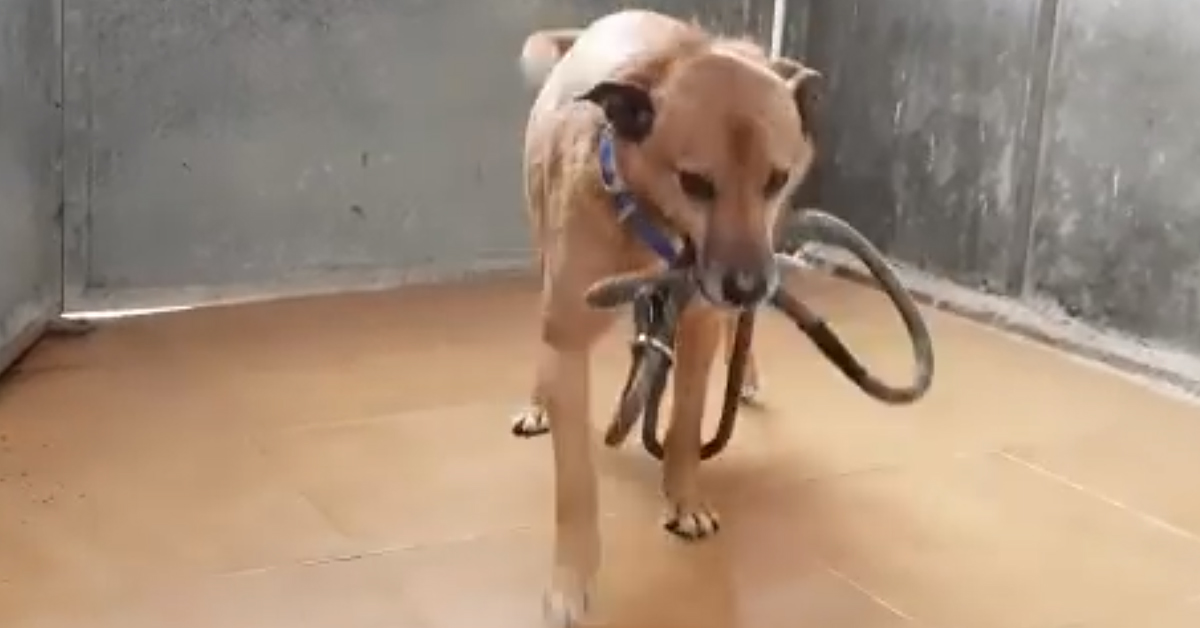 Louxor, il cane francese che aveva perso la sua famiglia in Spagna, ha avuto il suo lieto fine (video)