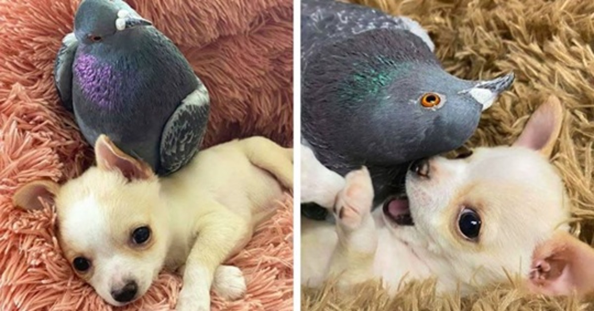 Lundy, il Chihuahua che ha stretto una profonda amicizia con un piccione (VIDEO)