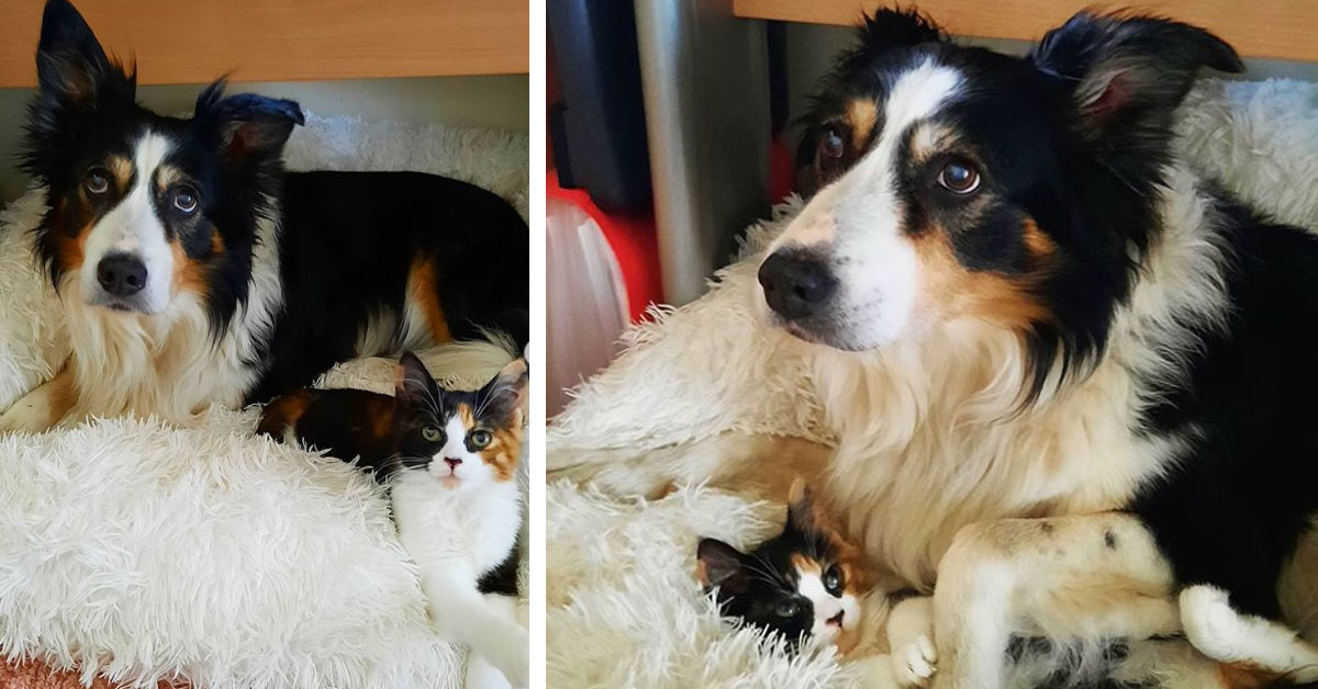 Maggie e Minnie, il cagnolino e il gattino così uniti da sembrare “madre e figlia” (video)
