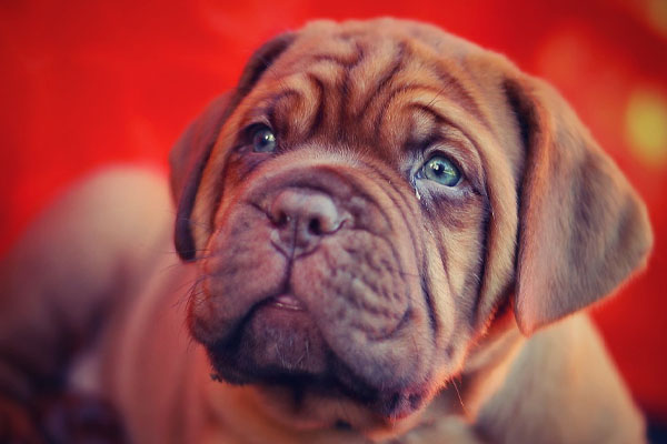 cucciolo di Mastiff che osserva