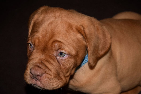 cucciolo di Mastiff che osserva