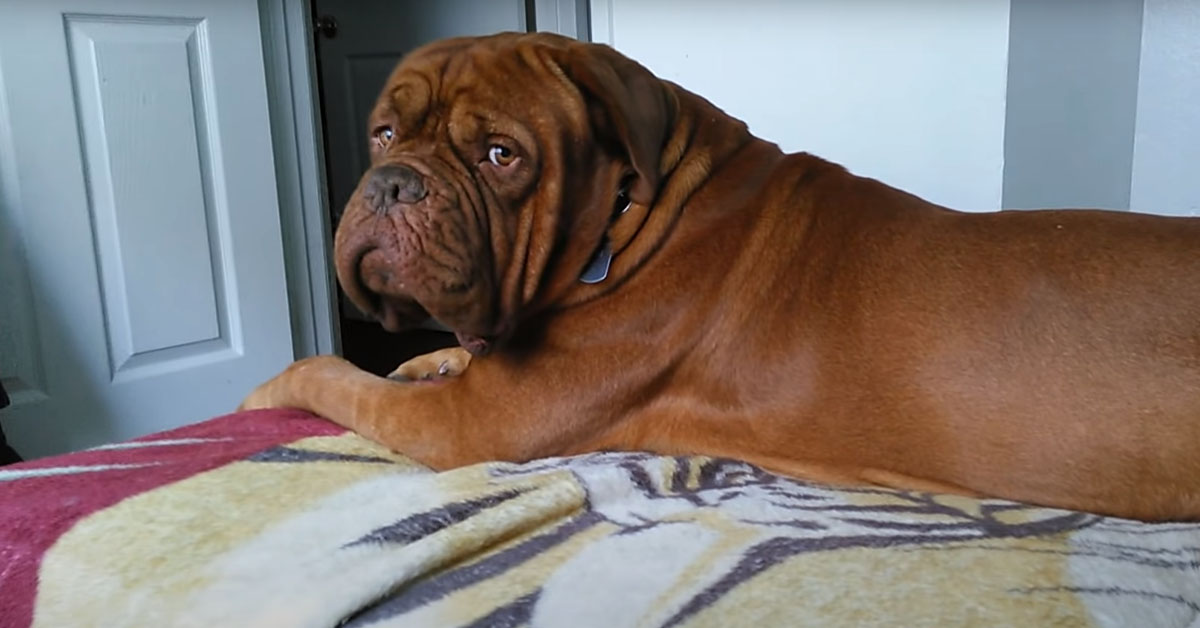 Mastiff è entusiasta di andare al parco, ma quando è l’ora di fare il bagno il suo atteggiamento cambia (video)