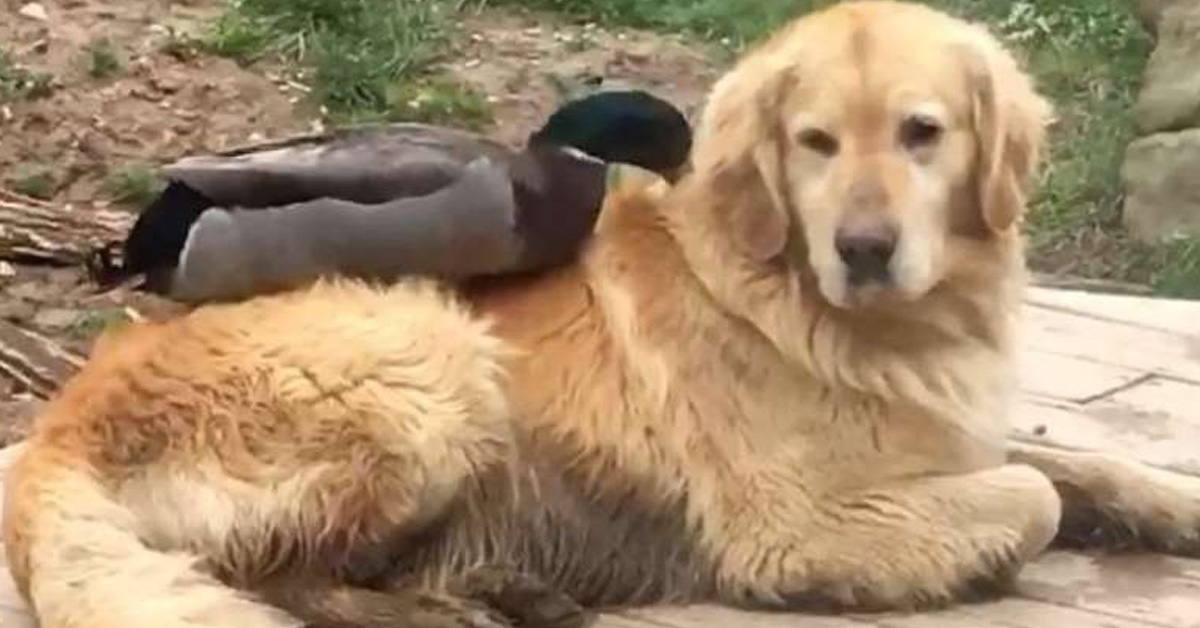 McGee, il Golden Retriever migliore amico di un’anatra