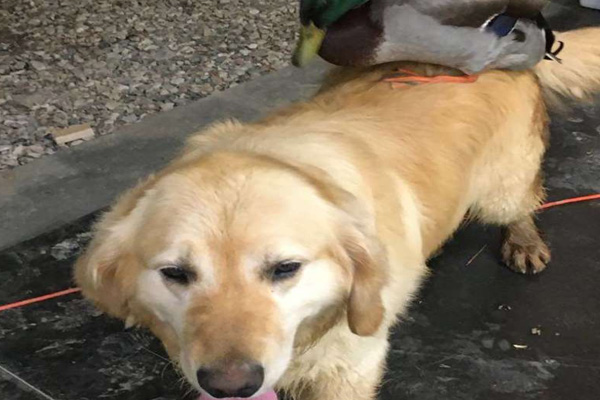 Golden Retriever con un'anatra