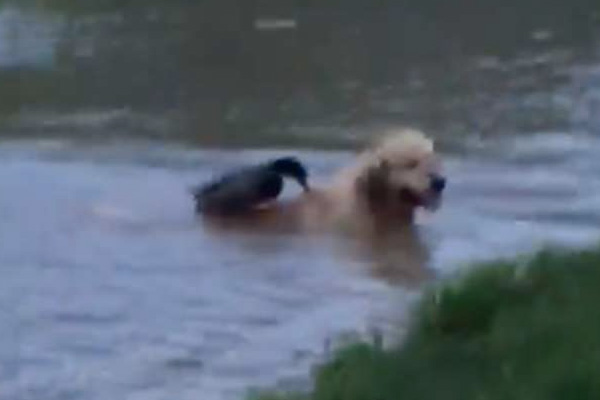 Golden Retriever con un'anatra