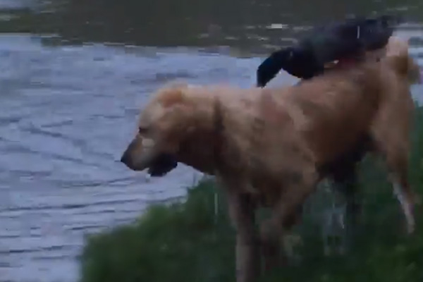 Golden Retriever con un'anatra