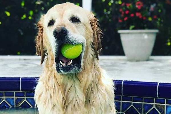 cane con pallina in bocca