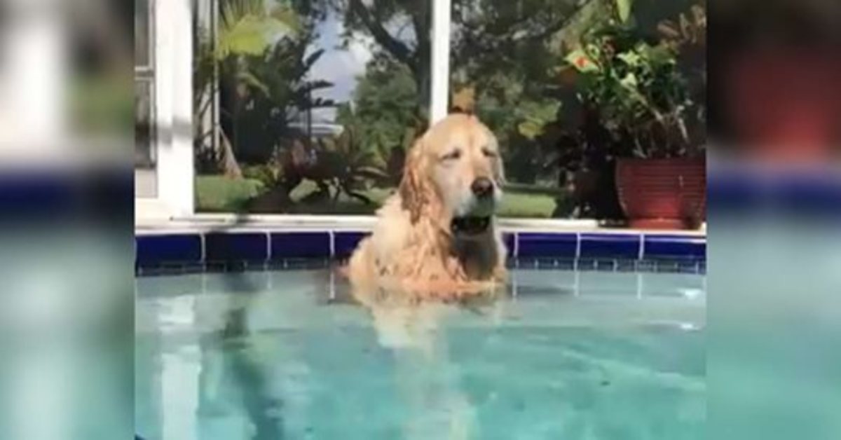 Myla, il Golden Retriever che si addormenta dentro la piscina (VIDEO)