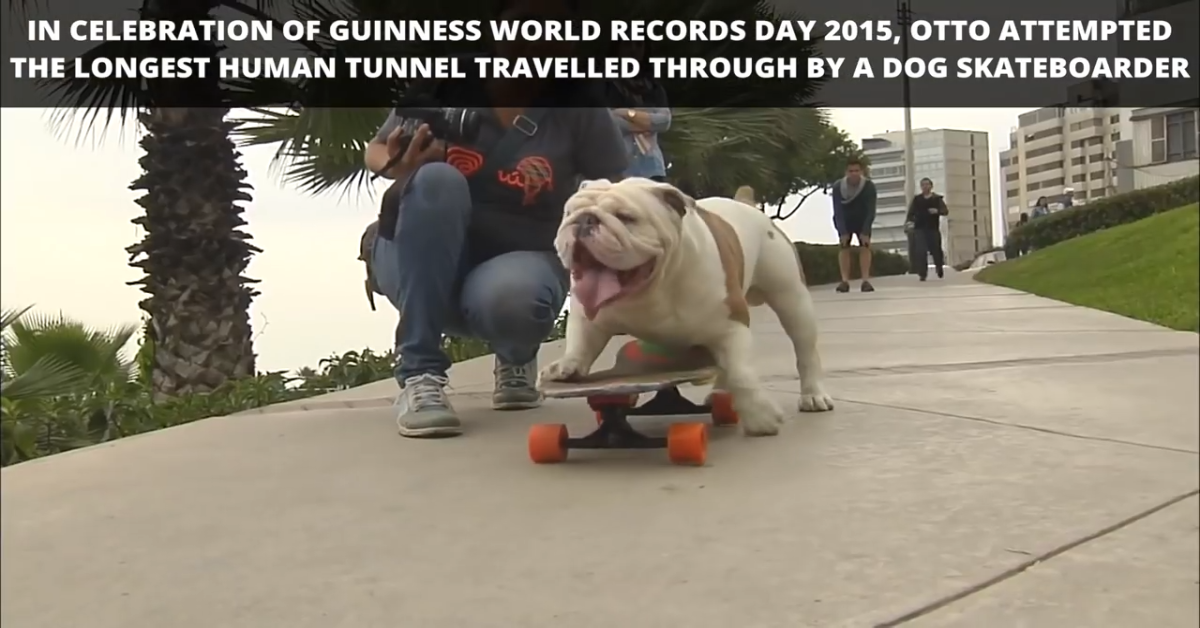 Otto il bulldog skater (VIDEO)