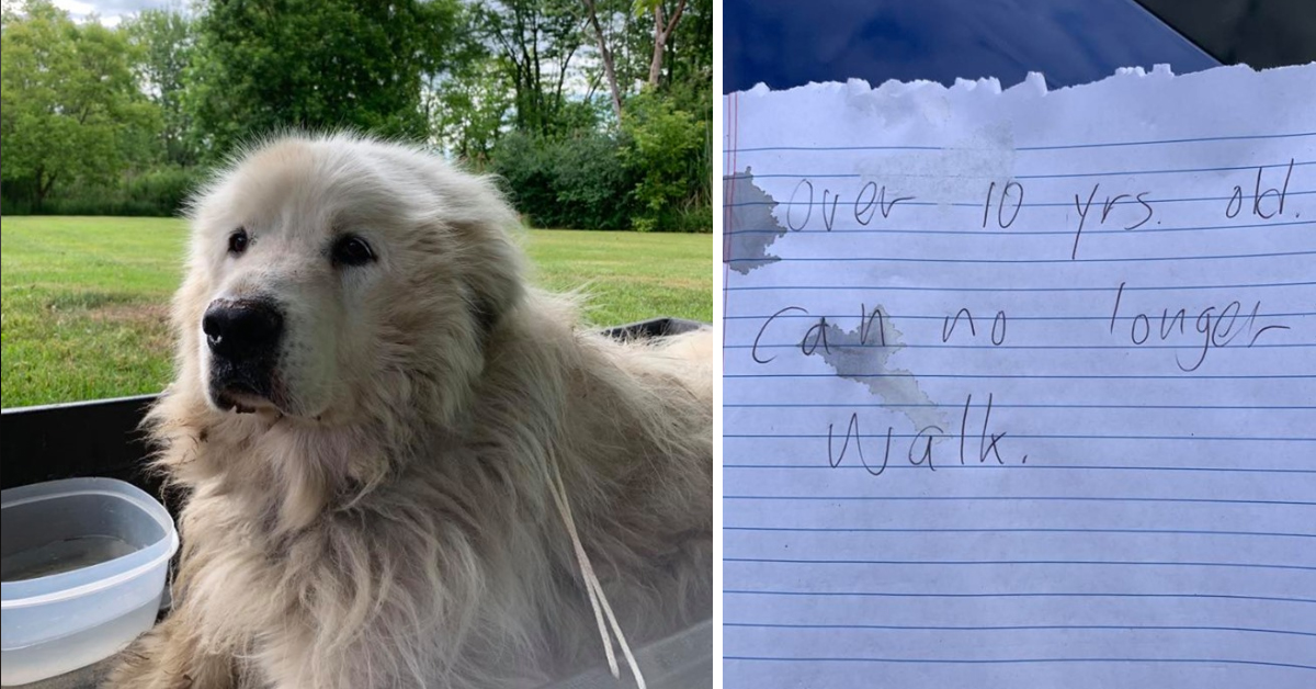 Perry, il cagnolino abbandonato con un brutto biglietto al collo che ore cerca la felicità (video)