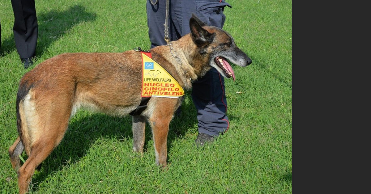 Puma, il Malinois che fiuta le esche avvelenate per salvare gli altri animali
