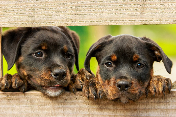 Cagnolini che osservano