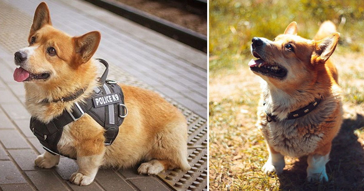 Redhead, il Corgi poliziotto con le zampette corte (video)