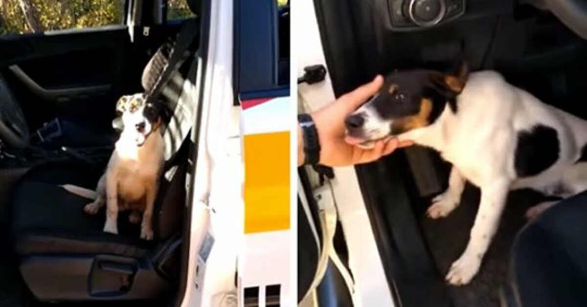 Rex, il cagnolino abbandonato in autostrada