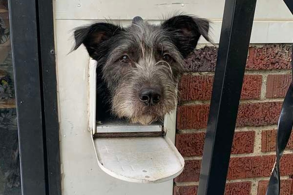 cagnolino con la testa fuori dalla cassetta postale