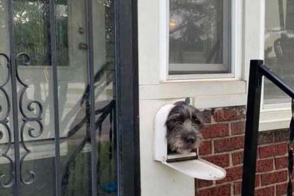 cagnolino con la testa fuori dalla cassetta postale