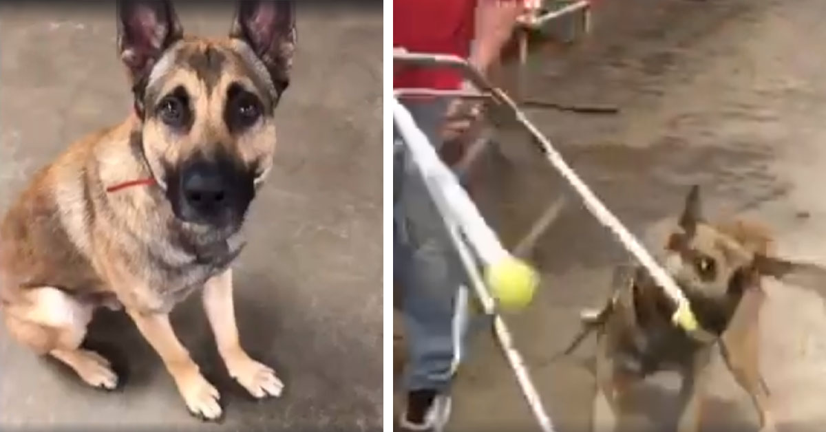 Ryker vuole diventare un cane guida, ma forse è un po’ troppo goffo (video)