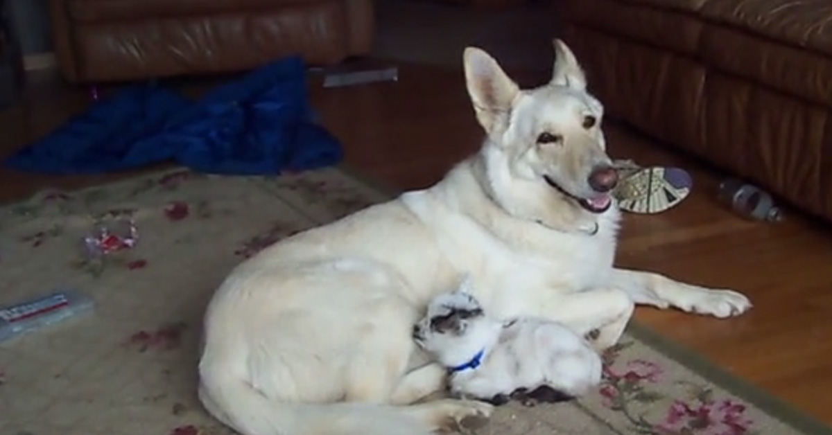 Shadow, il Pastore Tedesco che è diventato la mamma adottiva di una capretta (video)