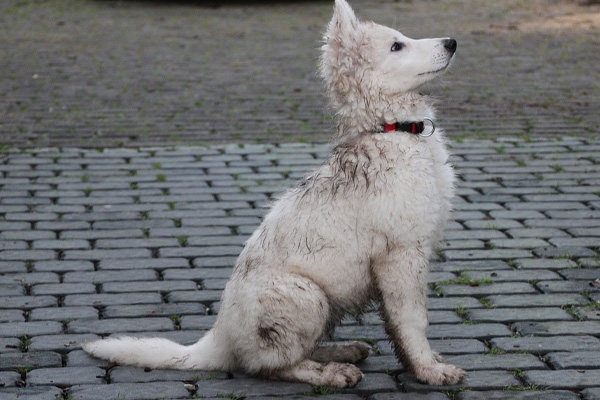 cucciolo di Pastore Tedesco bianco osserva