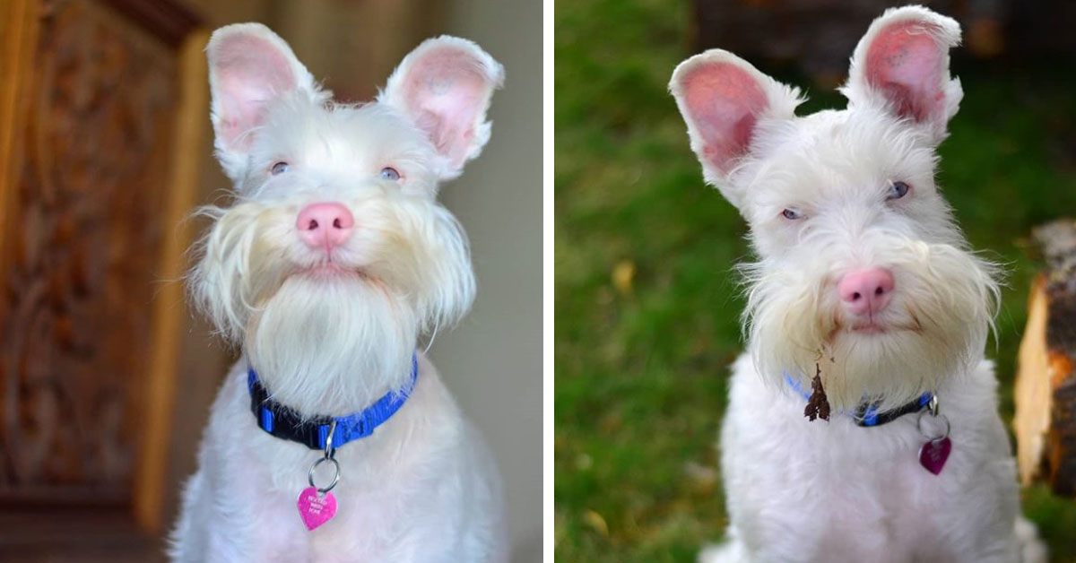 Sherlock, il cane Schnauzer albino che fa impazzire il web (video)