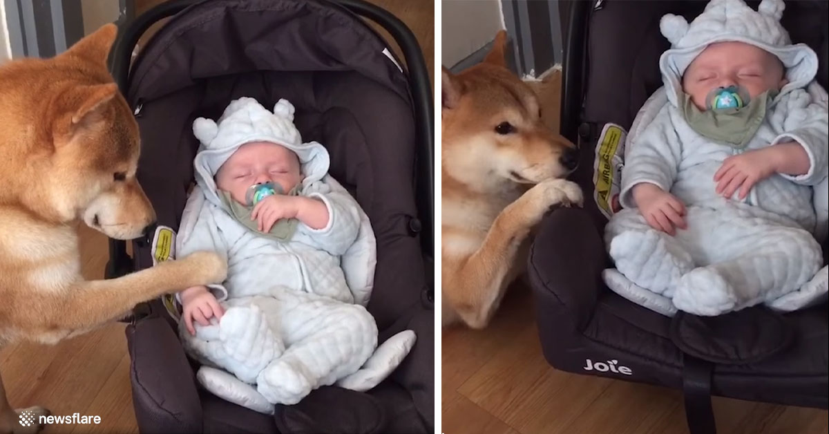 Shiba Inu incontra per la prima volta un bambino e la sua reazione conquista il web (video)