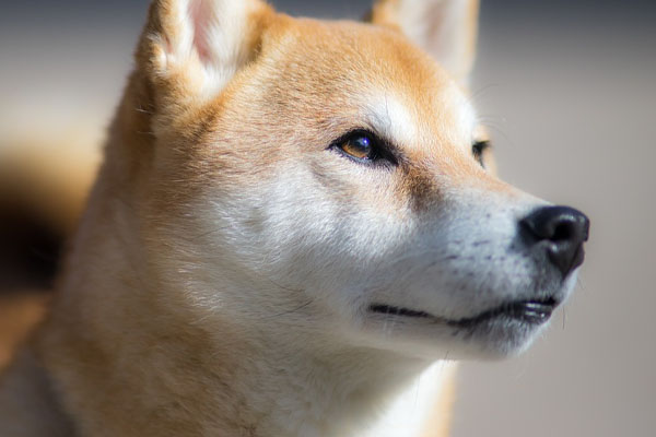 Shiba Inu che osserva