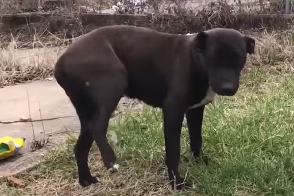 Cane nero che osserva