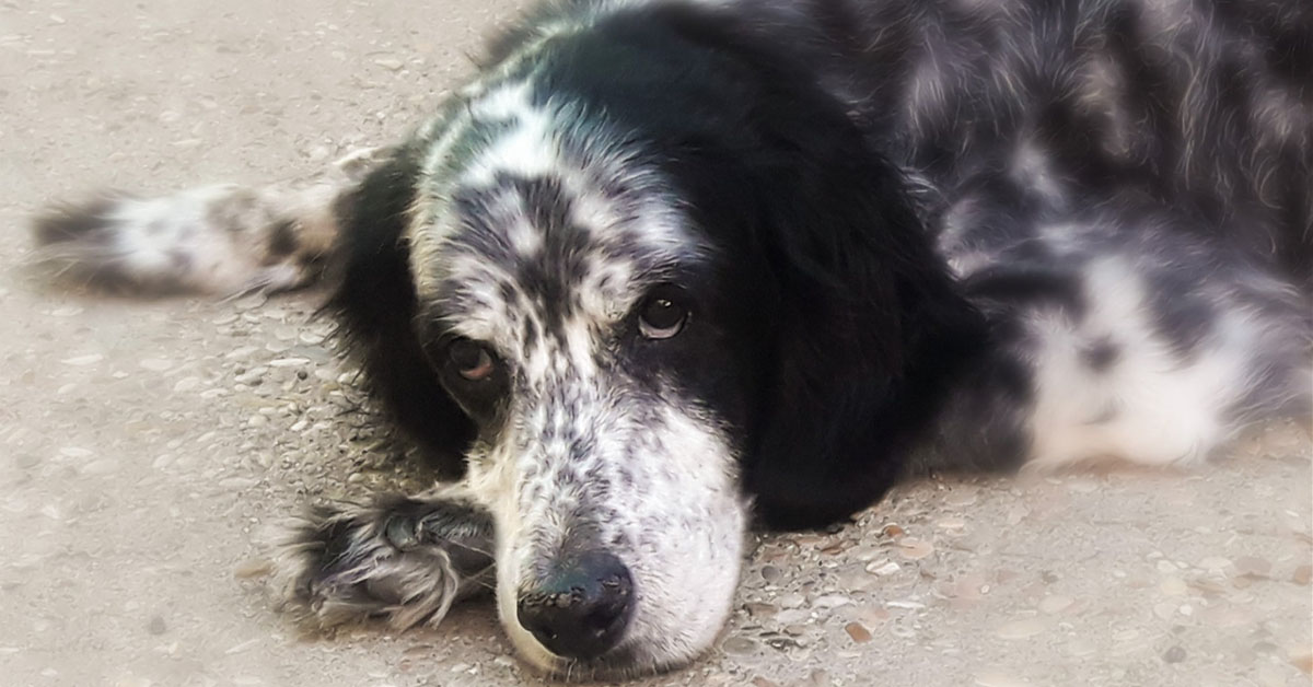 Stella, la cagnolina Setter di 15 anni salvata dall’eutanasia che ora cerca la felicità (video)